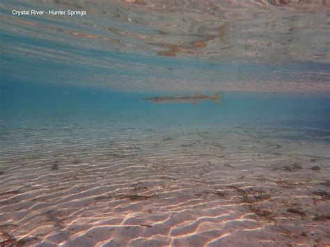 Snorkeling with Manatees in Crystal River | Snorkeling in Florida