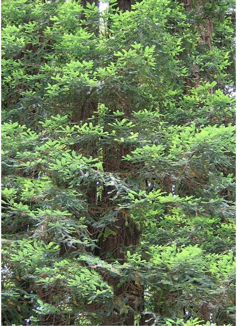 10 Seeds Sequoia Gigantea Yard Garden And Outdoor Living Other Seeds And Bulbs