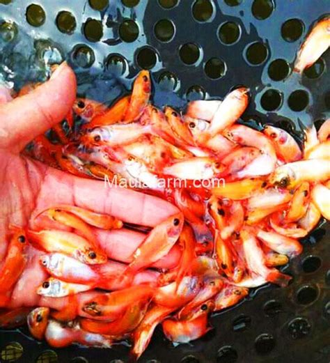 Jual Bibit Ikan Nila Kualitas Unggul Harga Grosir Murah