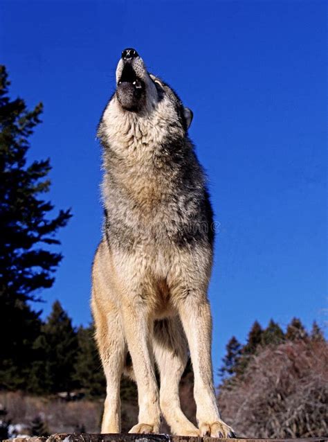 North American Grey Wolf Canis Lupus Occidentalis Adult Howling