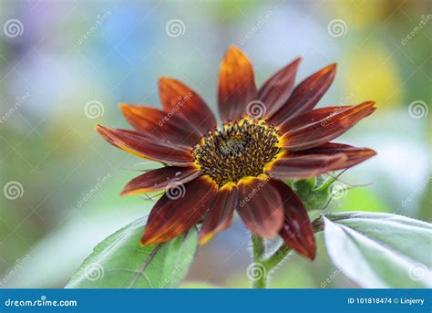 Beautiful Sunflower Helianthus Annuus Blooming In The Garden In Autumn