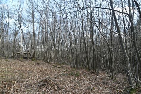 Wilderness Wood N Chadwick Geograph Britain And Ireland