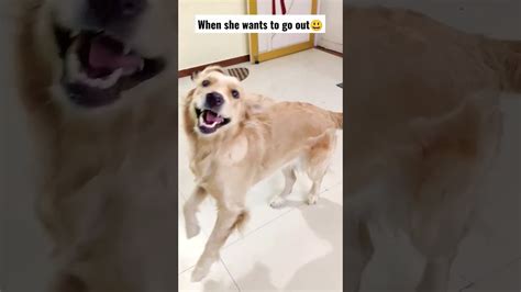 When My Dog Wants To Go Out😃tiktok Shorts Goldenretrievercute