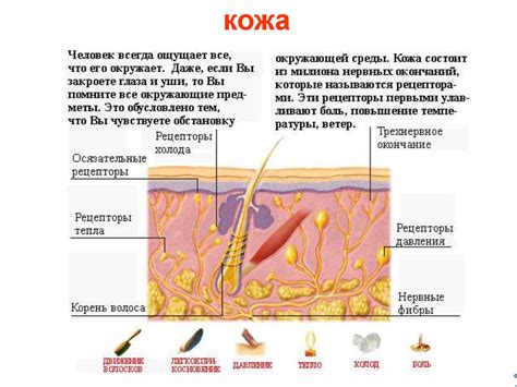 Клетки. Деление клетки - презентация онлайн