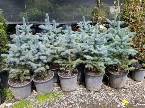 PICEA Baby Blue Dwarf Blue Colorado Spruce Easy Big Trees