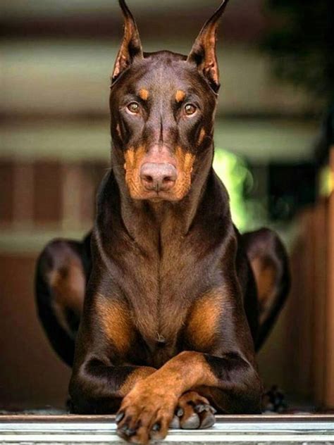 15 Interesting Facts About the Doberman Pinscher