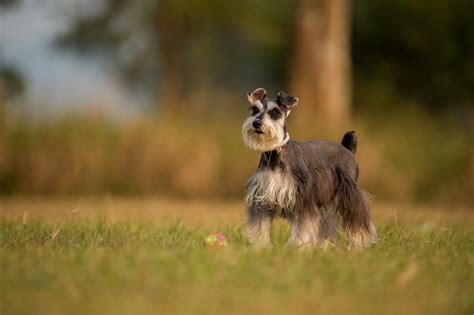 Schnauzer Wallpapers Wallpaper Cave