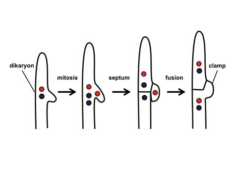 Chapter 12 Fungal Sex And Fungal Groups Inanimate Life