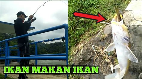 Mancing Di Bendungan Bantarheulang Strike Ikan Baungbebeong Youtube