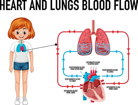 Diagram showing heart and lungs blood flow 7012568 Vector Art at Vecteezy