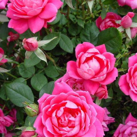 Double Pink Knock Out Rose Van Wilgen S Garden Center