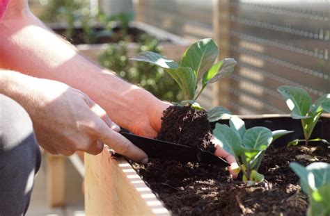 How Far Apart Do I Need To Plant My Cabbage The Practical Planter