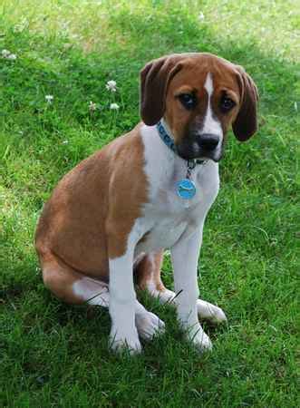 Beagle Mix Pitbull - Common Information And Pictures