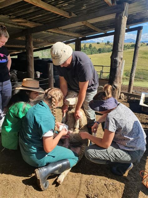 Advanced Sheep And Goats Artificial Insemination Rlts Africa