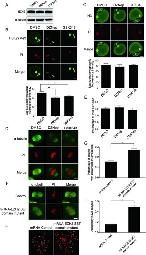 Ezh2 Methyltransferase Activity Is Not Required For Oocyte Meiotic