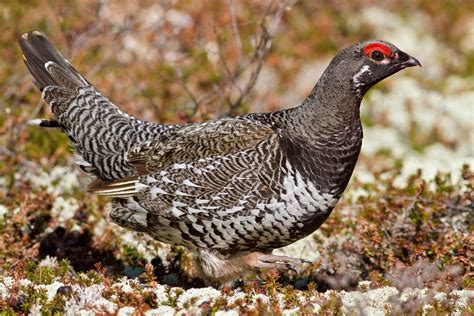 Spruce Grouse | Upland bird hunting, Bird hunting, Rare birds