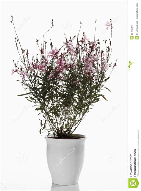 Gaura En Pot Agencement De Jardin Aux Meilleurs Prix