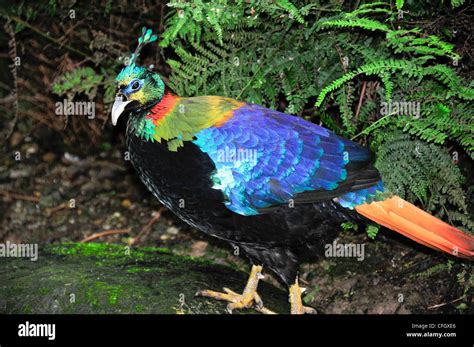 Himalayan Monal Pheasant Stock Photo - Alamy