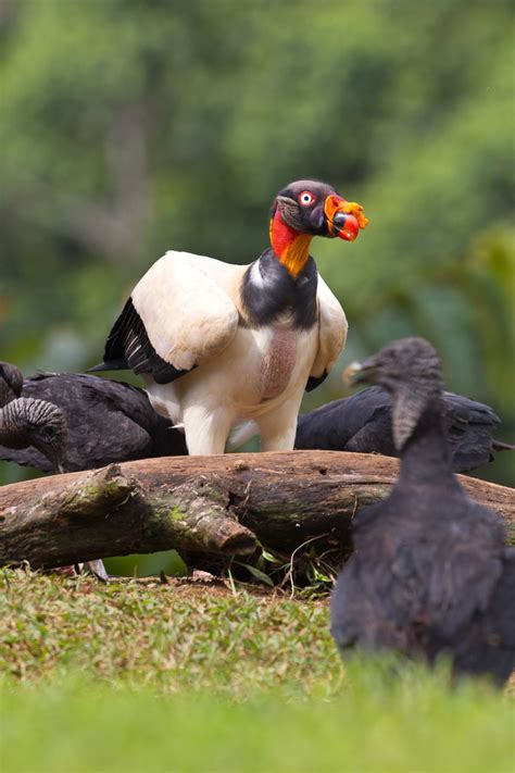 Zopilote Rey Flora Y Fauna De Juan Sabines G Villa Corzo Chiapas