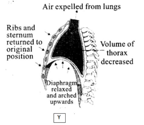 Explain the mechanism of breathing with neat labelled sketches