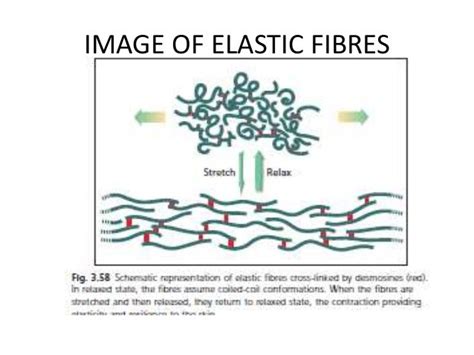 Elastic fibres