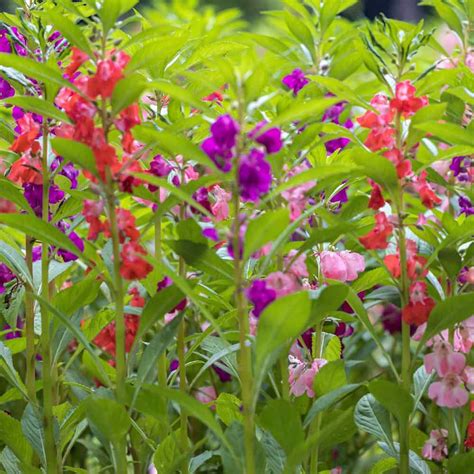 CHUXAY GARDEN Mezcla de 100 semillas Impatiens Balsamina bálsamo de