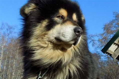 21 Tibetan Mastiff Mix Breeds And Their Traits 2023