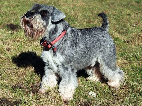 Miniature Schnauzer Puppies For Sale Near You