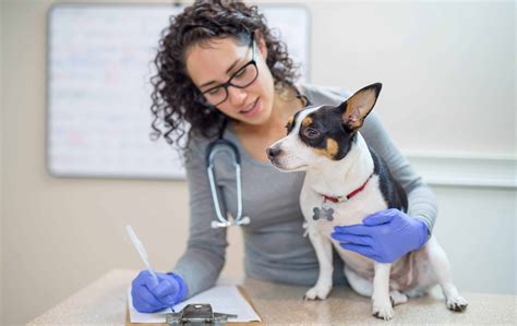 Online Vet Tech Programs Bachelors In Veterinary Technology