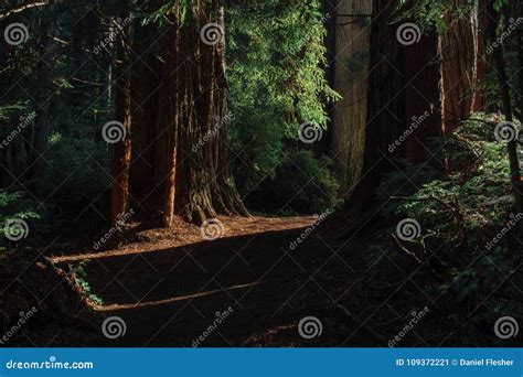 Sunrise On A Trail In Redwoods National Park Stock Image Image Of