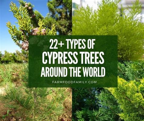 22+ Types Of Cypress Trees With Pictures: Identification, Symbolism