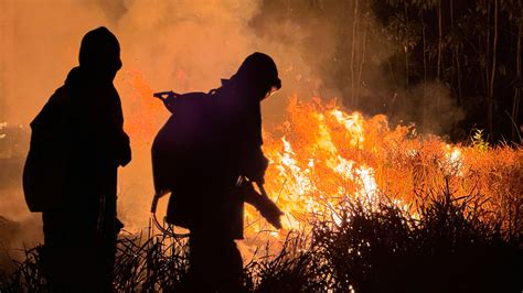 Agric. & Environment: Brazil saw record forest fires from Ja