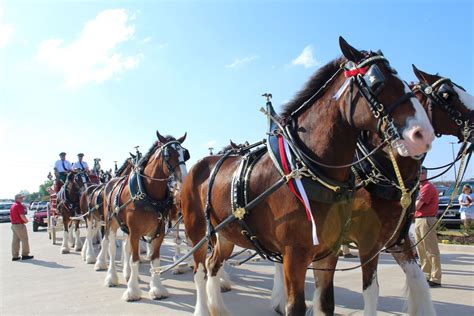 Budweiser Clydesdale Horses - SB Magazine