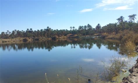 Desert Oasis in Algeria