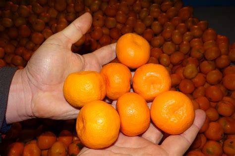 Продам/купить мандарины из грузии урожай 2017 года, Киев — Agro-Ukraine