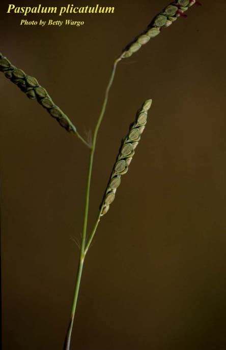 Paspalum Plicatulum Photos ISB Atlas Of Florida Plants ISB