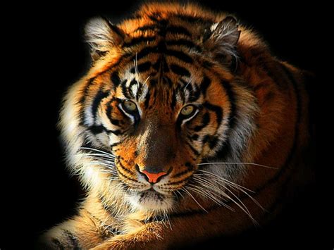 88 Wallpaper Hd Harimau Pics - MyWeb