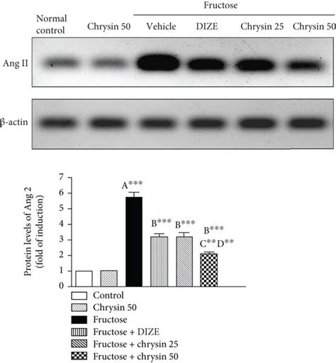 Representative Immunoblots And Quantitative Analysis Of The Protein Download Scientific Diagram