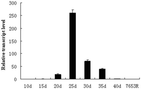 Gene Expression Levels Were Examined By Real Time Rt Pcr Nodules Were