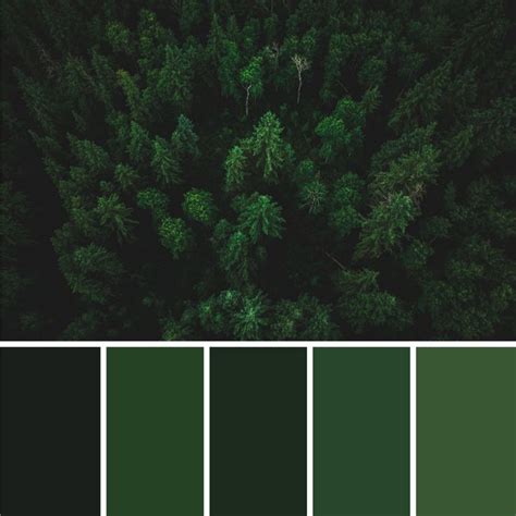 Forest Green Color Palette | Forest green paint color, Green wall color, Green color names