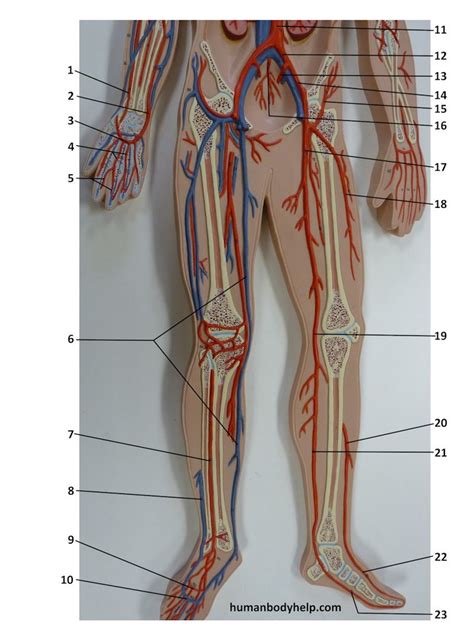 Flat Stanley Lower Extremity Blood Vessels Diagram Quizlet