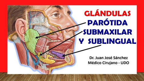 Anatom A De La Gl Ndula Par Tida Submaxilar Y Sublingual F Cil