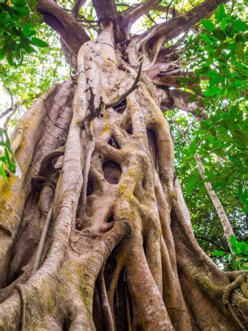 Symbolism of Fig Tree: Spiritual Meaning & Biblical Symbol | Sarah Scoop