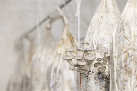 A Deep Dive Into Why Café Champignon Uses Rare Forest Fungi - RYZE Superfoods