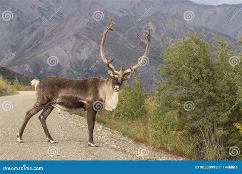 Caribou In Denali Royalty-Free Stock Photography | CartoonDealer.com ...