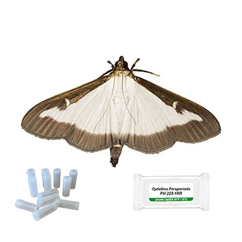 Buxallure Cydalima Perspectalis Box Tree Moth Lure Attractant