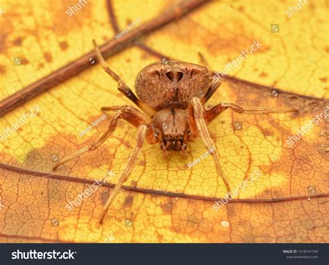 4,816 Cat Face Spider Images, Stock Photos & Vectors | Shutterstock