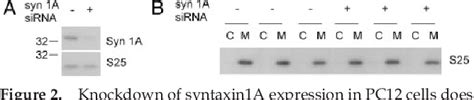 Figure 1 From The Hydrophobic Cysteine Rich Domain Of Snap25 Couples