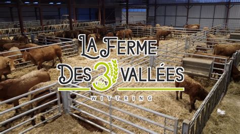 Nouvelle stabulation et premiers vêlages à la Ferme des 3 Vallées YouTube