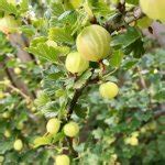 Bessenstruiken Kopen Fruitbomen Webwinkel Fruitbomen Net